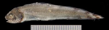Media type: image;   Ichthyology 167671 Aspect: lateral